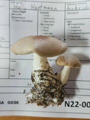 Leucopaxillus