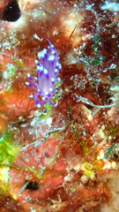 Coryphellina arveloi