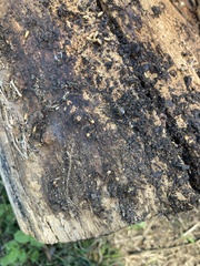 Brachyponera chinensis