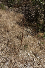 Eremurus spectabilis