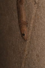 Hemidactylus frenatus