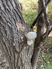Hypsizygus