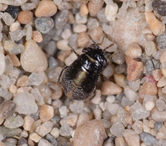 Geocoris pallidipennis