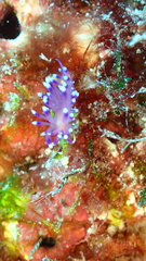 Coryphellina arveloi