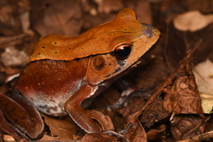 Clinotarsus curtipes