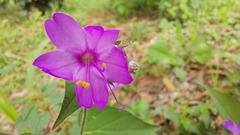 Mirabilis violacea