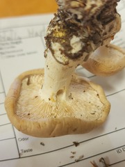 Leucopaxillus