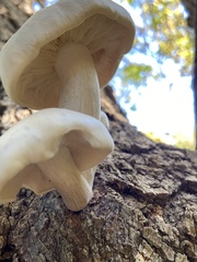 Hypsizygus
