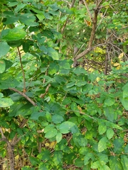Lonicera tatarica