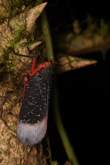 Kalidasa lanata