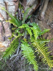 Blechnum