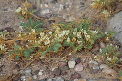 Cuscuta