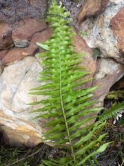 Blechnum