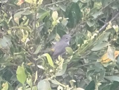 Leiothlypis virginiae