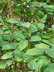 Lonicera tatarica