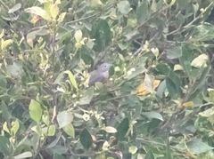 Leiothlypis virginiae