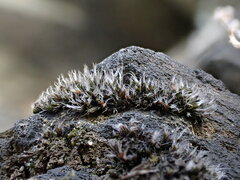 Coscinodon cribrosus