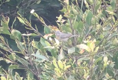 Leiothlypis virginiae