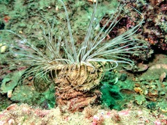 Cerianthus membranaceus