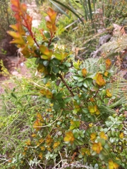 Diospyros glabra