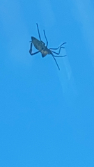 Acanthocephala declivis