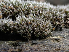 Coscinodon cribrosus