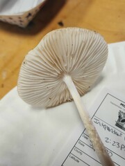 Oudemansiella limonispora