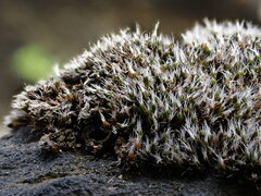 Coscinodon cribrosus