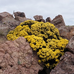 Ericameria laricifolia