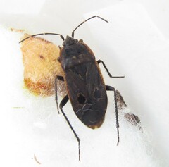 Graptopeltus validus