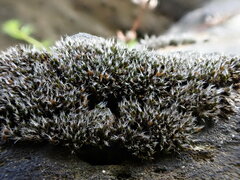 Coscinodon cribrosus