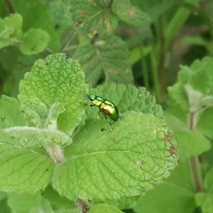 Chrysolina herbacea