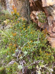 Diospyros glabra
