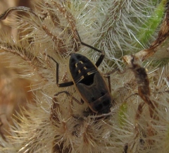 Graptopeltus validus