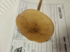 Oudemansiella limonispora