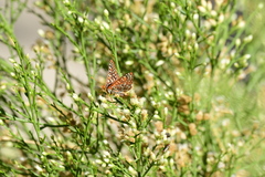Euphydryas chalcedona hennei