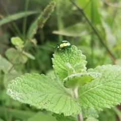 Chrysolina herbacea