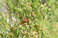 Euphydryas chalcedona hennei
