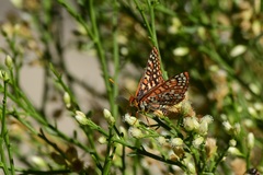 Euphydryas chalcedona hennei