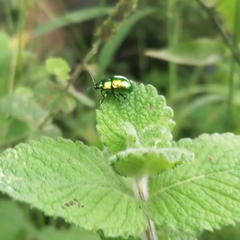 Chrysolina herbacea