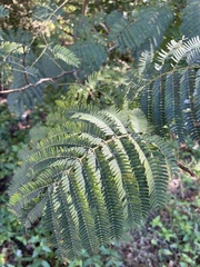Albizia julibrissin