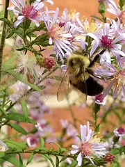Bombus impatiens