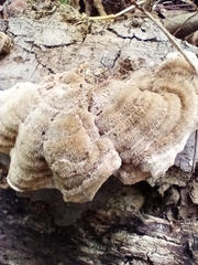 Trametes villosa