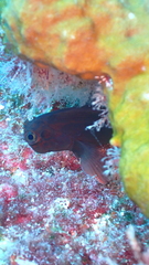 Ophioblennius atlanticus