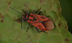 Graptostethus servus