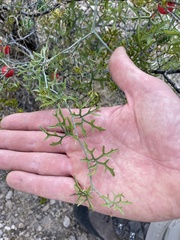 Ibervillea tenuisecta