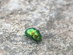 Chrysolina herbacea