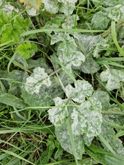 Erysiphe heraclei
