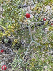 Ibervillea tenuisecta