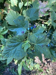 Ampelopsis